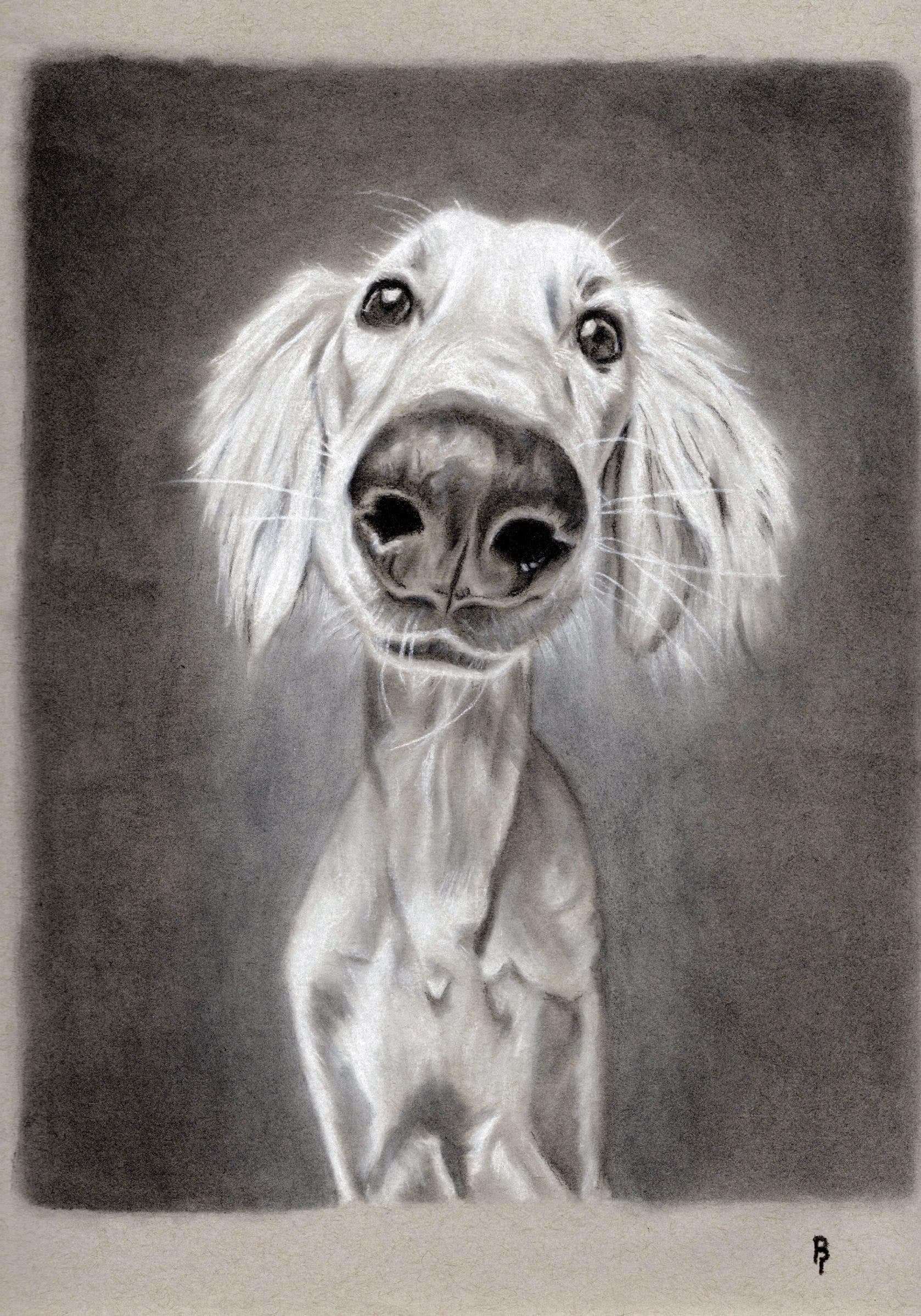 Cartoon Pup — Black and white charcoal on grey paper by Brett Parker