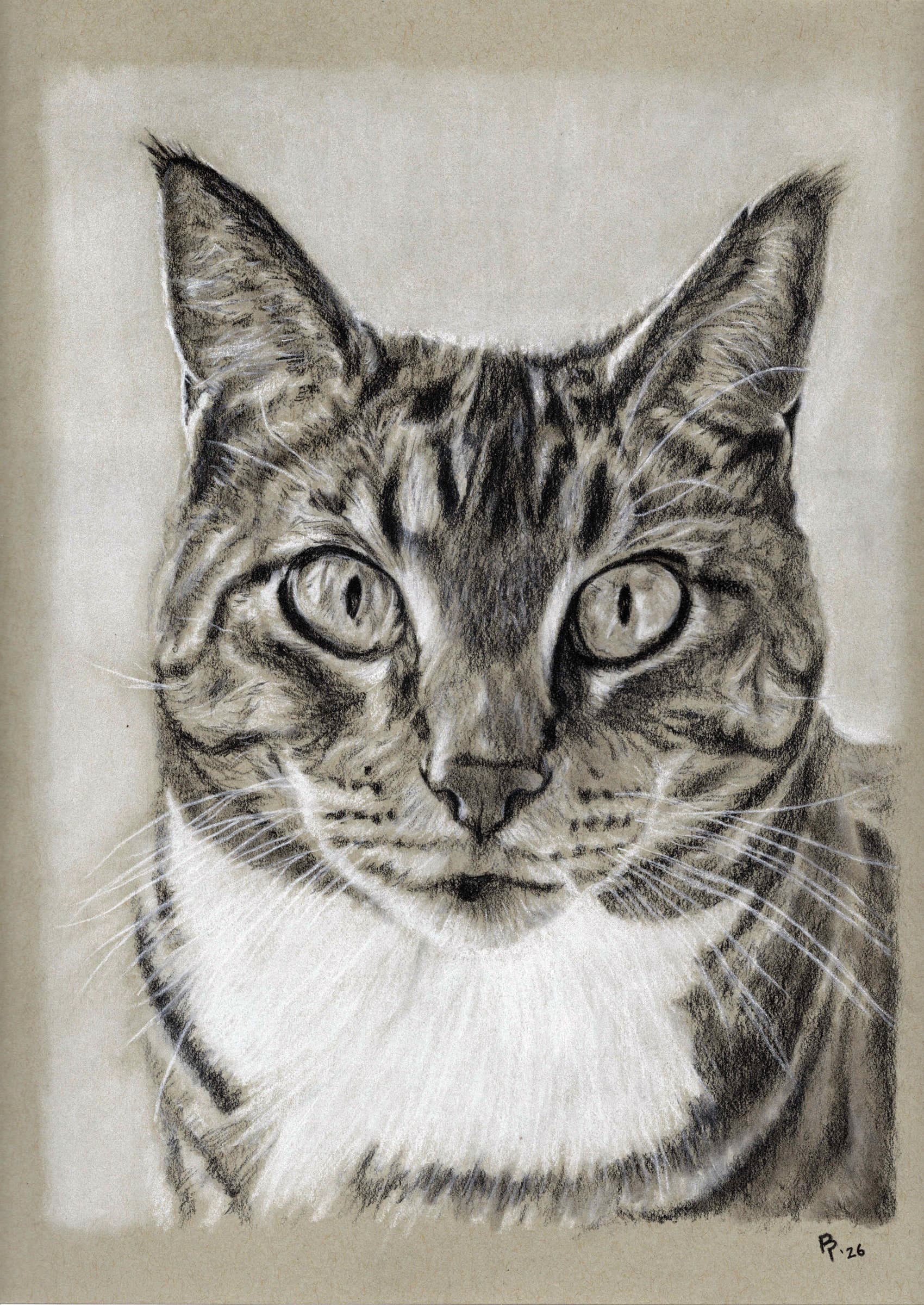 Cat — Black and white charcoal on grey paper by Brett Parker