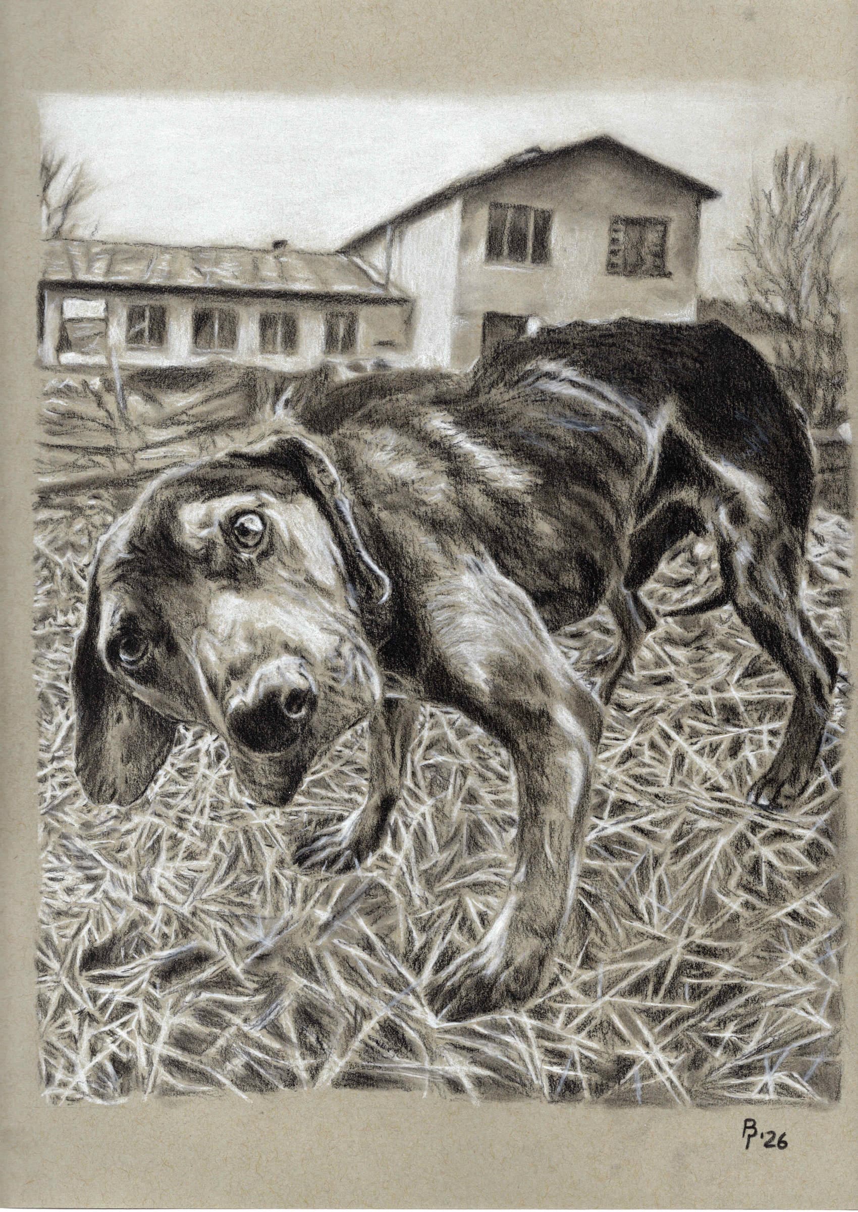 Curious Pup — Black and white charcoal on grey paper by Brett Parker