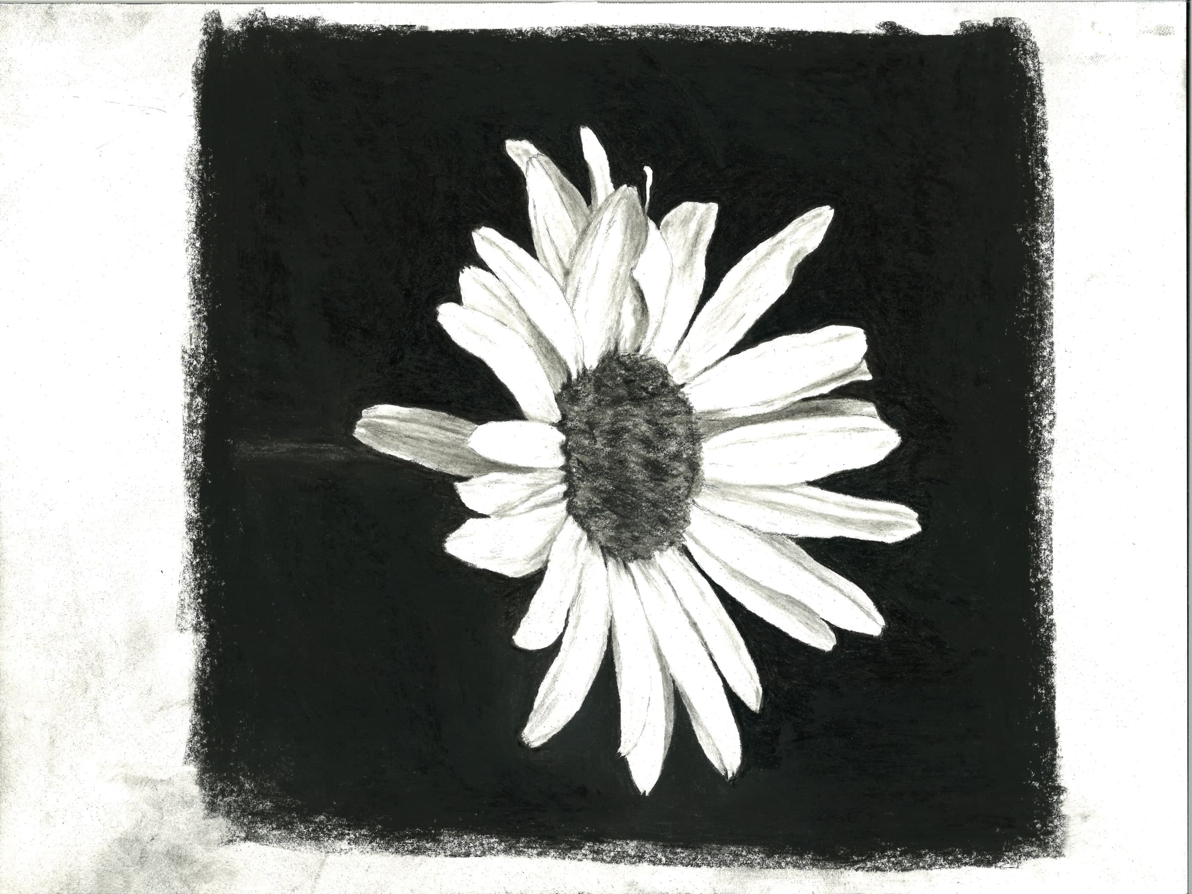 Daisy — Black charcoal on white paper by Brett Parker