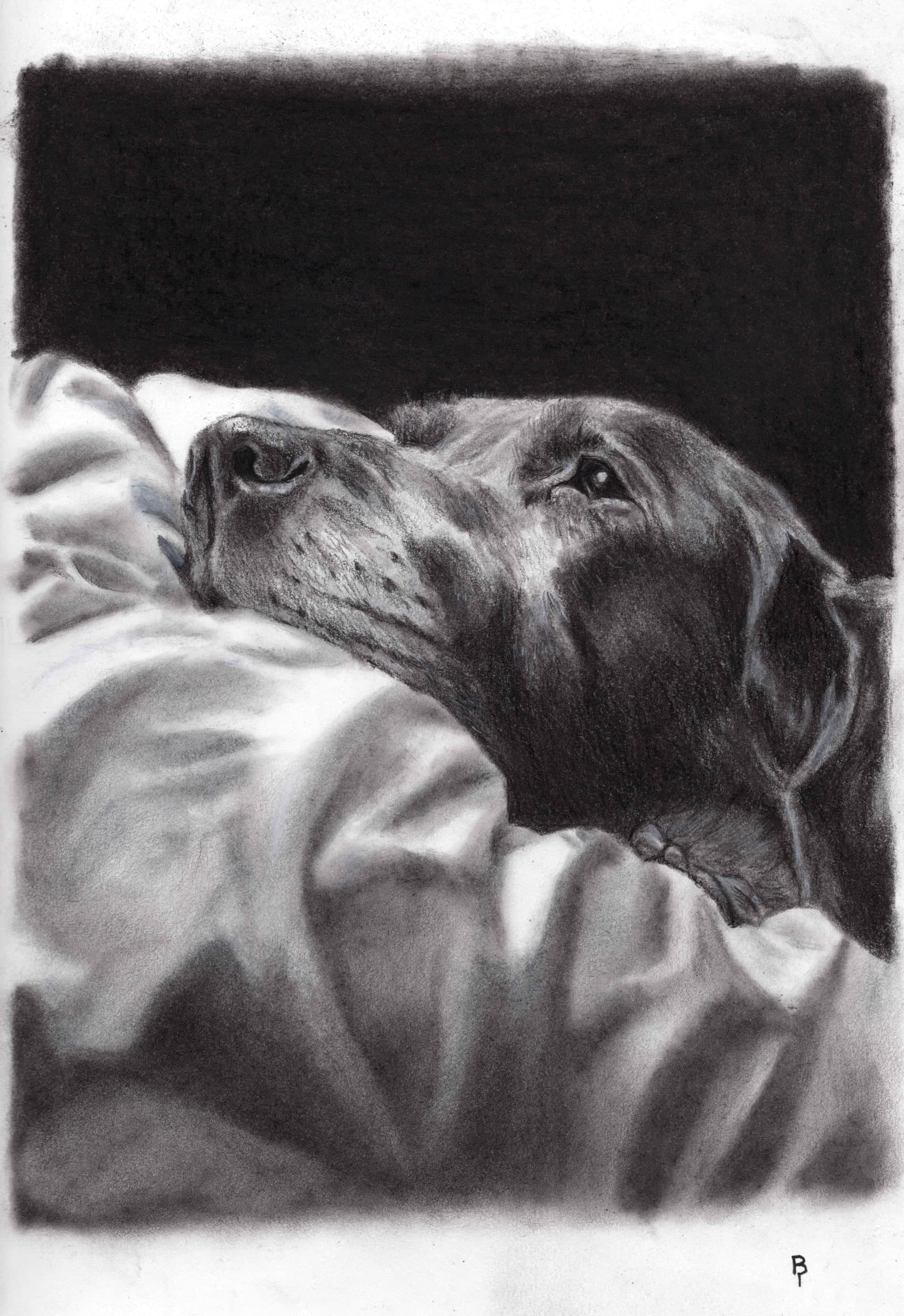 Day Dreaming — Black charcoal on white paper by Brett Parker