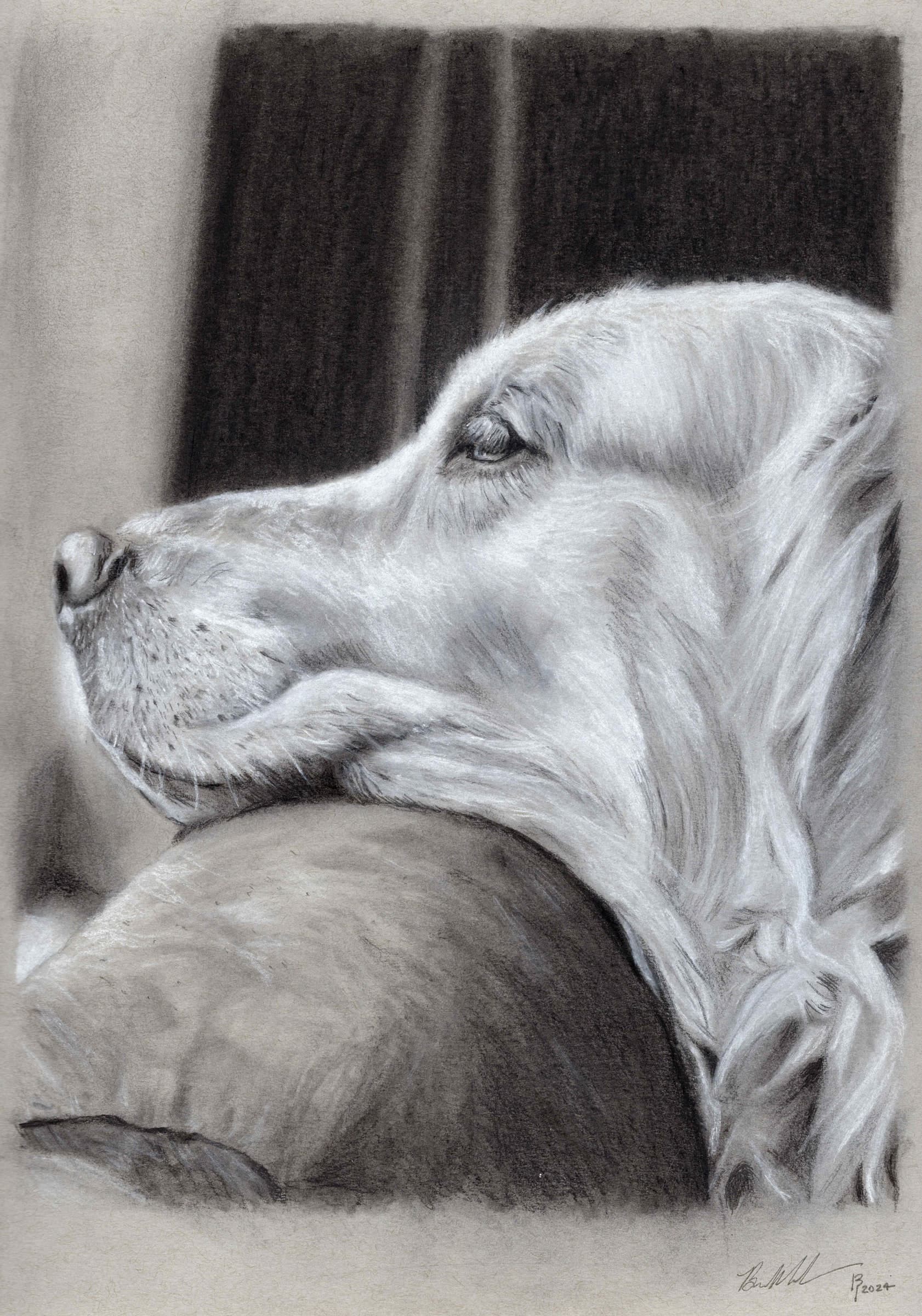 Dog Couch — Black and white charcoal on grey paper by Brett Parker