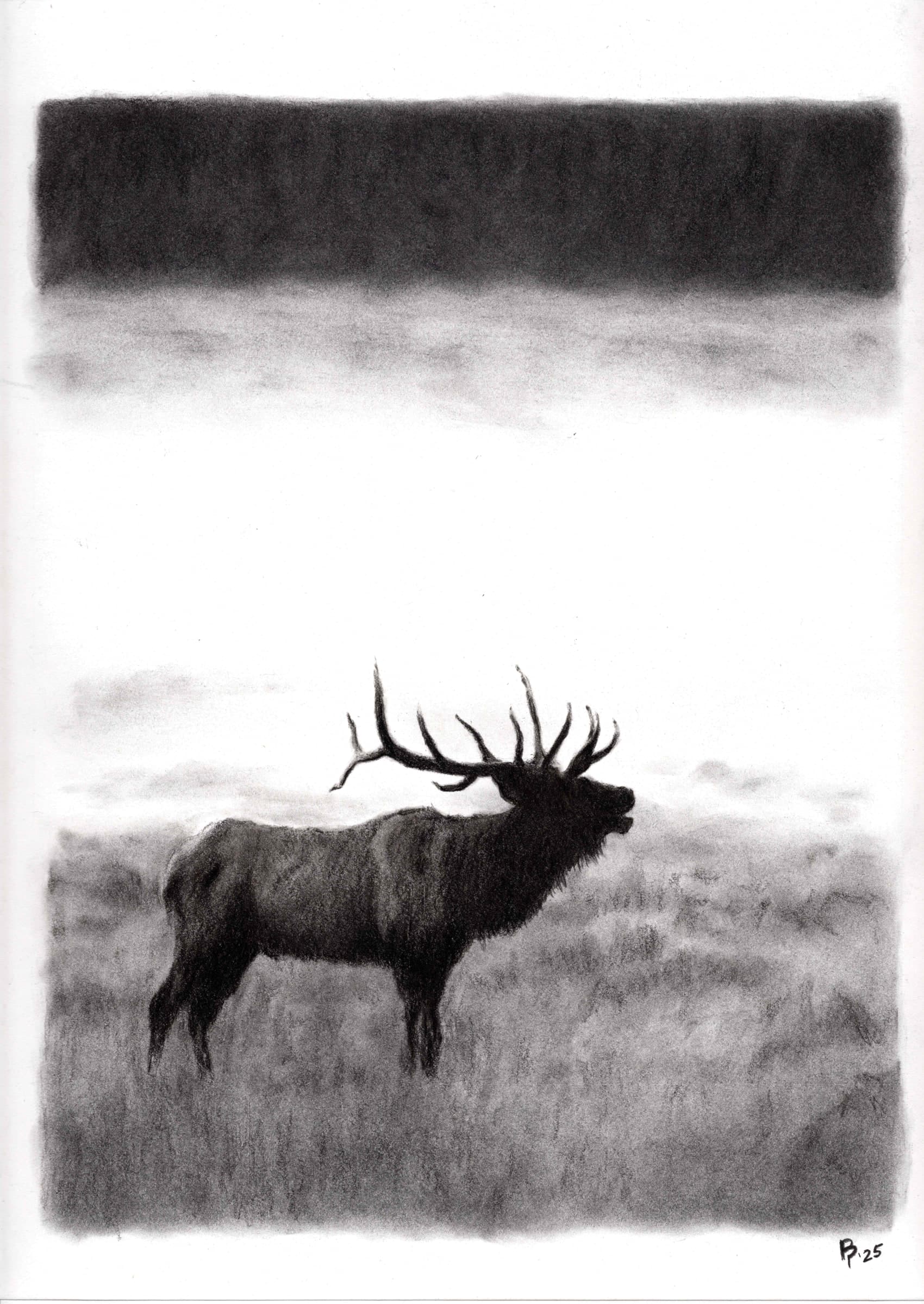 Elk Bugle — Black and white charcoal on white paper by Brett Parker