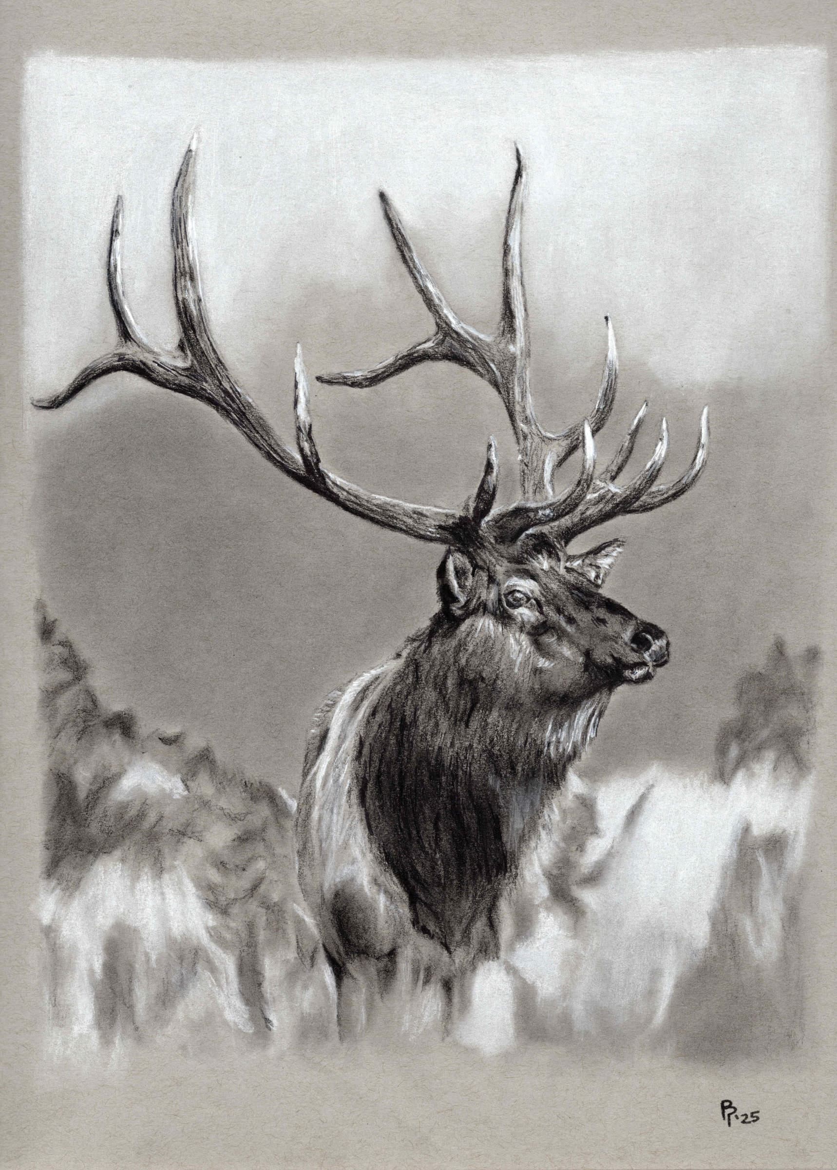 Elk Detail — Black and white charcoal on grey paper by Brett Parker