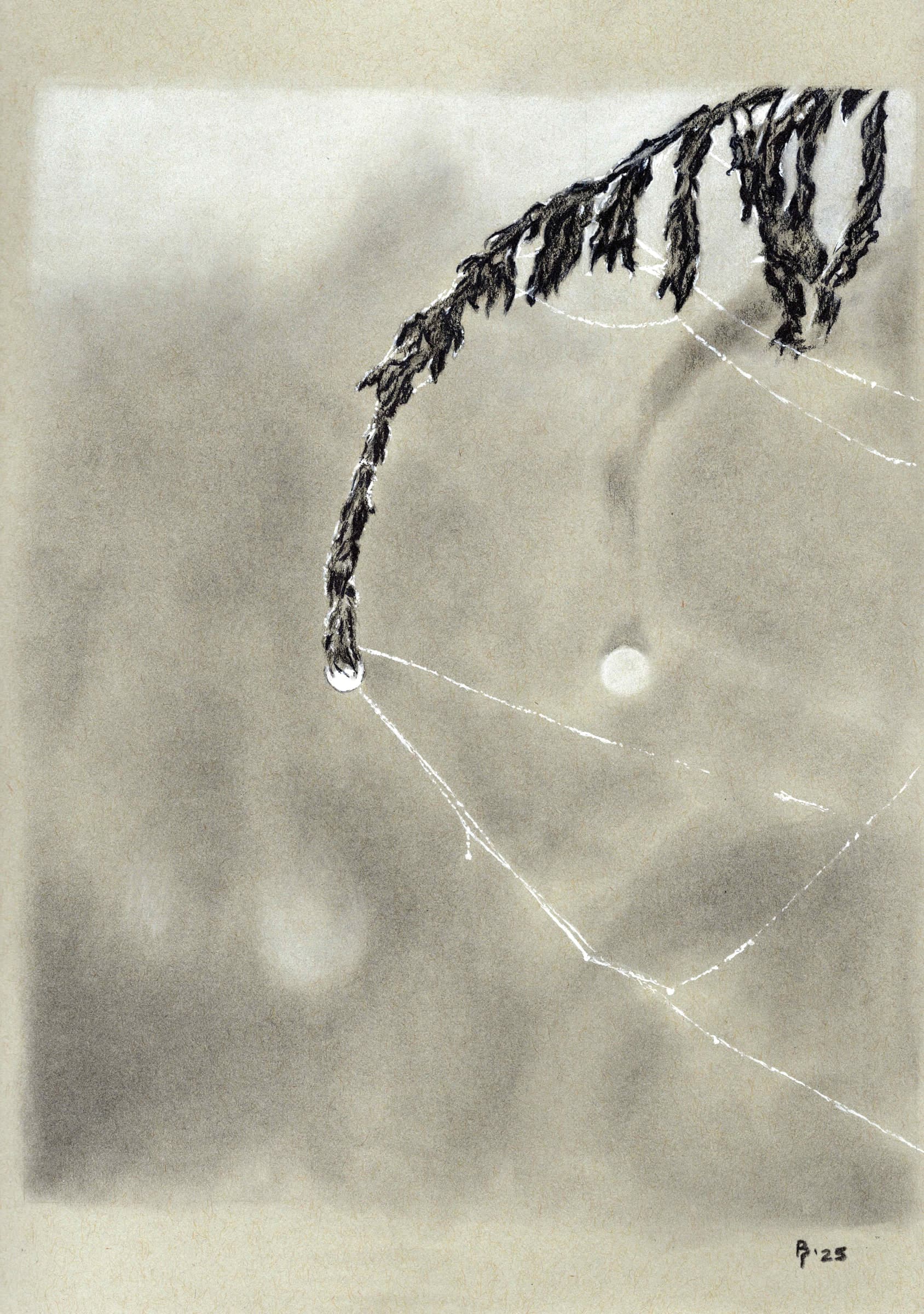 Fern Dew — Black and white charcoal on white paper by Brett Parker