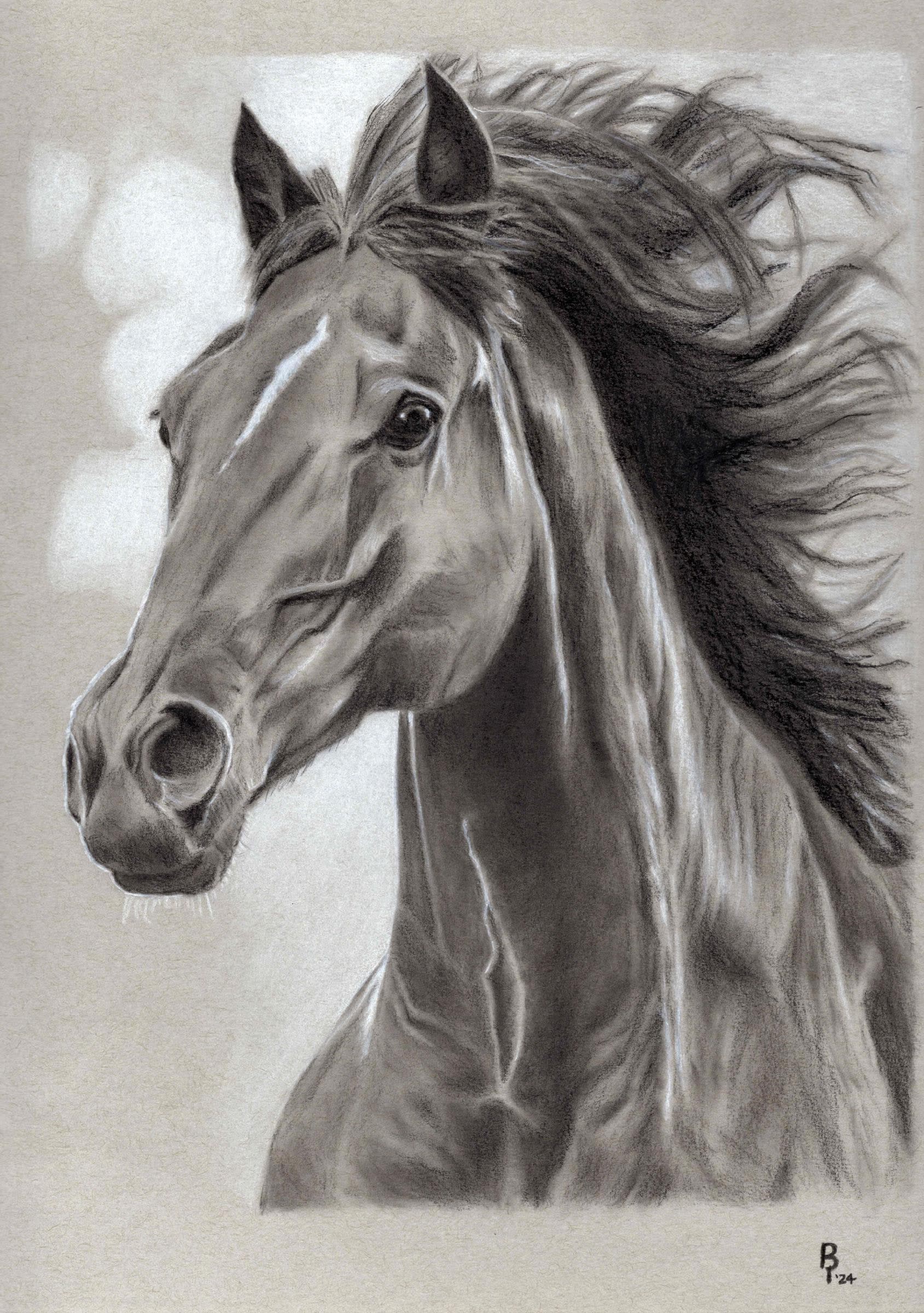 Horse Grey — Black and white charcoal on grey paper by Brett Parker