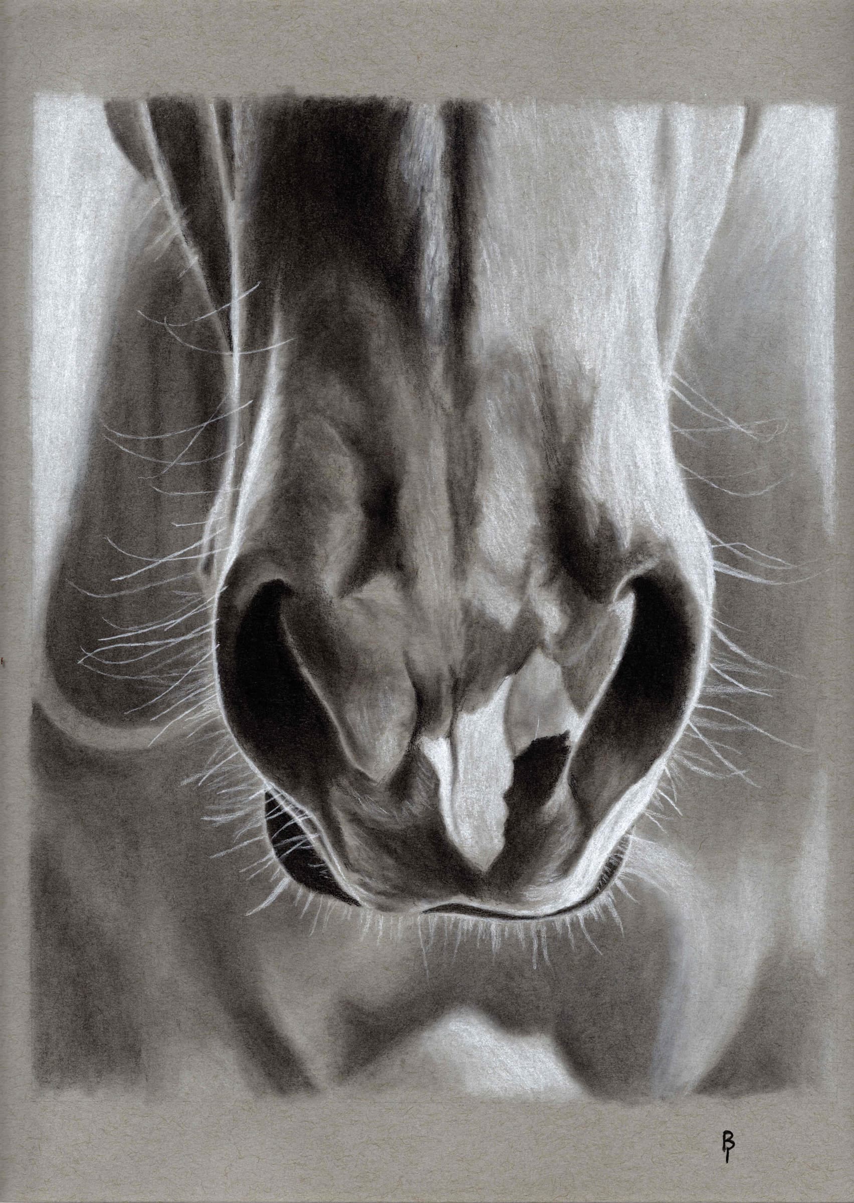 Horse Nose — Black and white charcoal on grey paper by Brett Parker