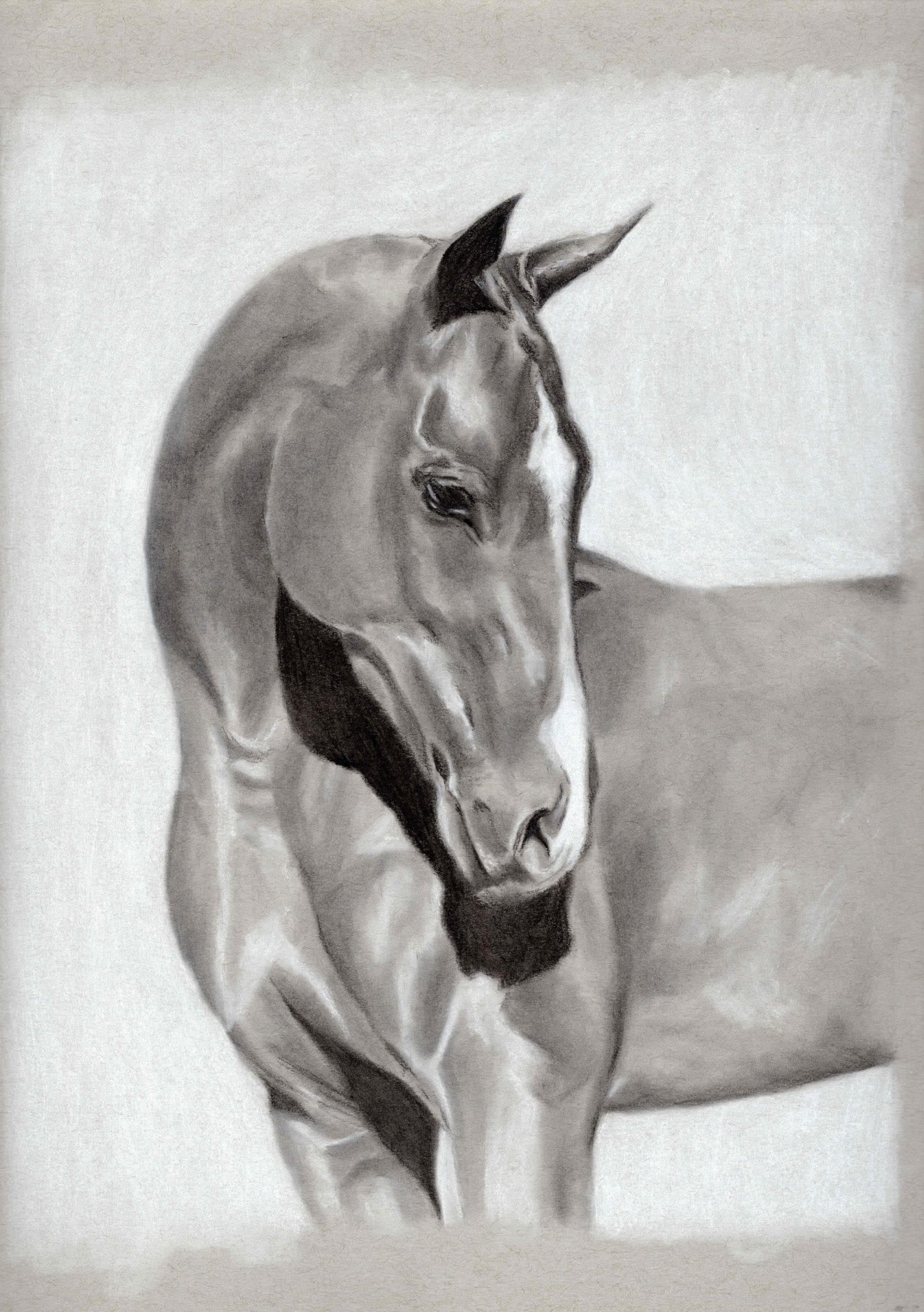 Horse Profile — Black and white charcoal on grey paper by Brett Parker