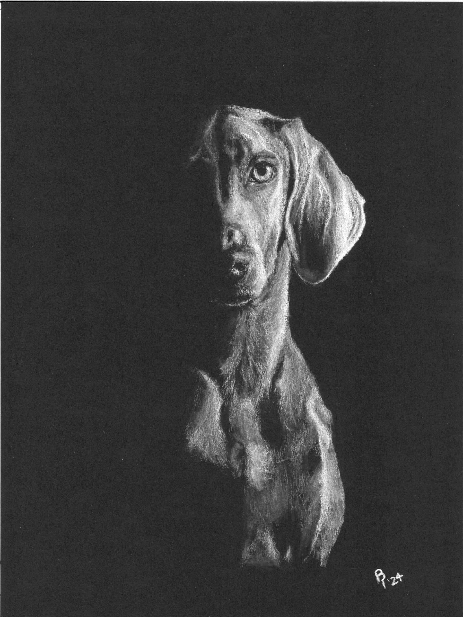 Hound — White charcoal on black card stock by Brett Parker