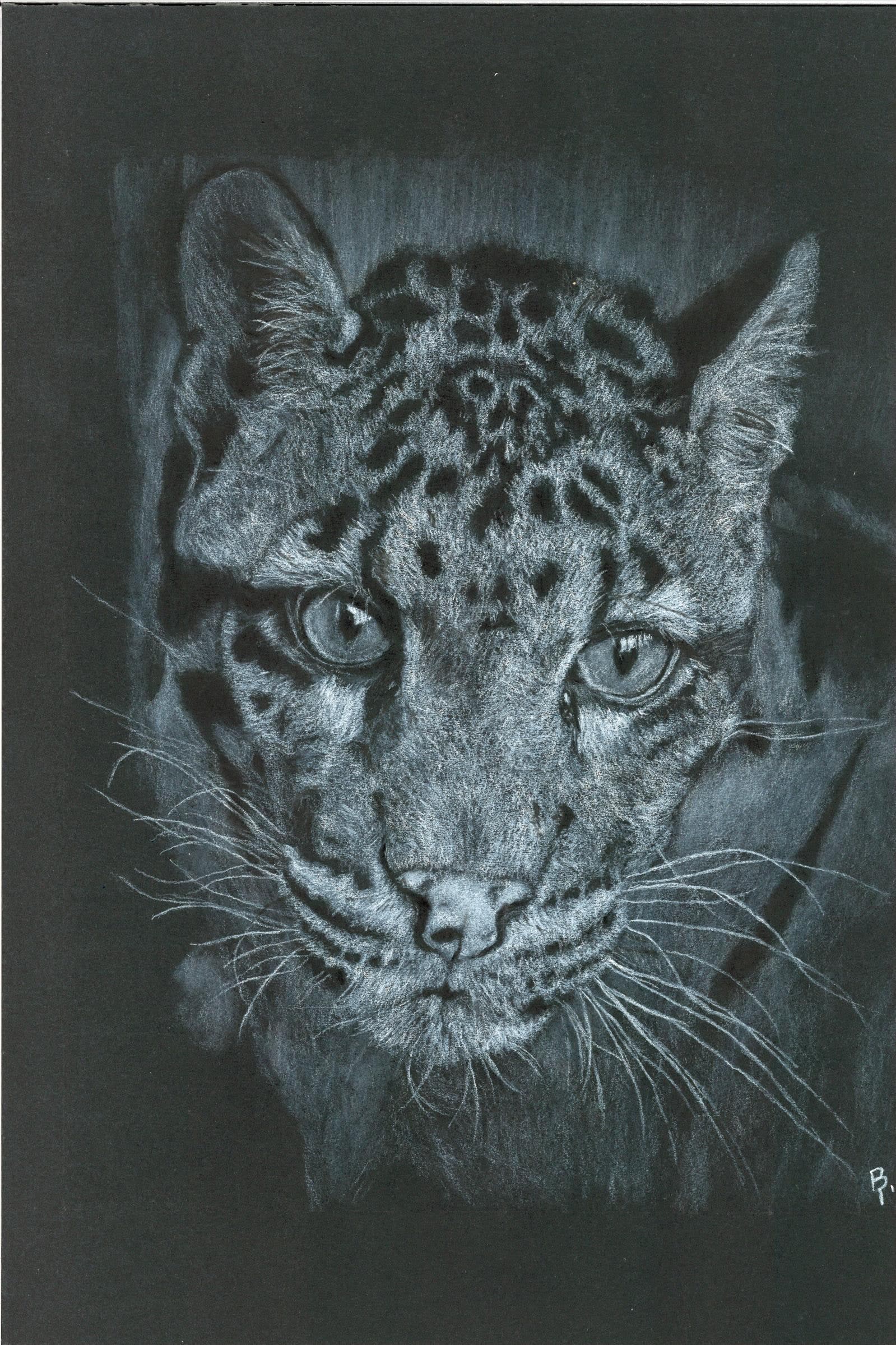 Leopard — White charcoal on black card stock by Brett Parker