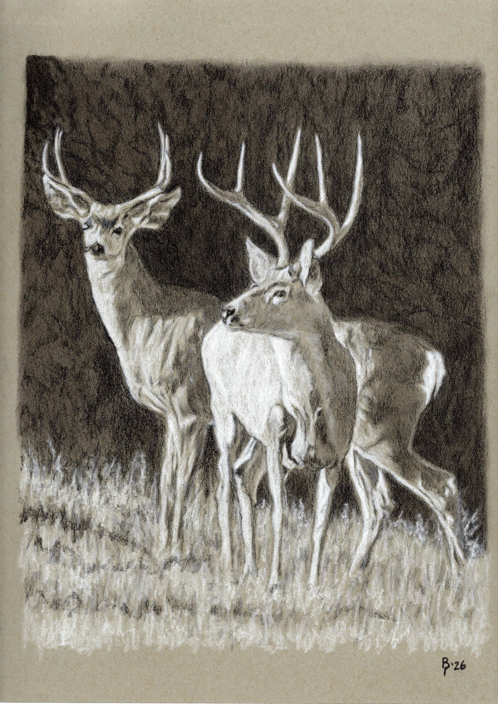 Mule Deer — Black and white charcoal on tan paper by Brett Parker
