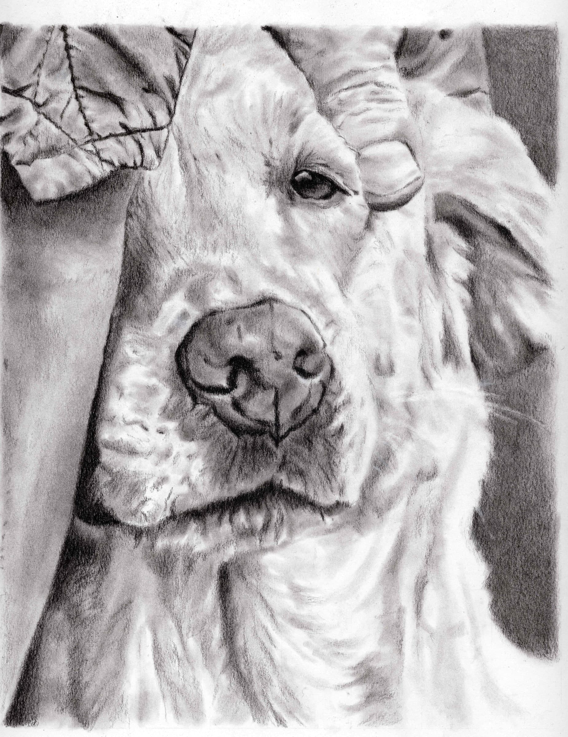 Pup Hug — Black charcoal on white paper by Brett Parker