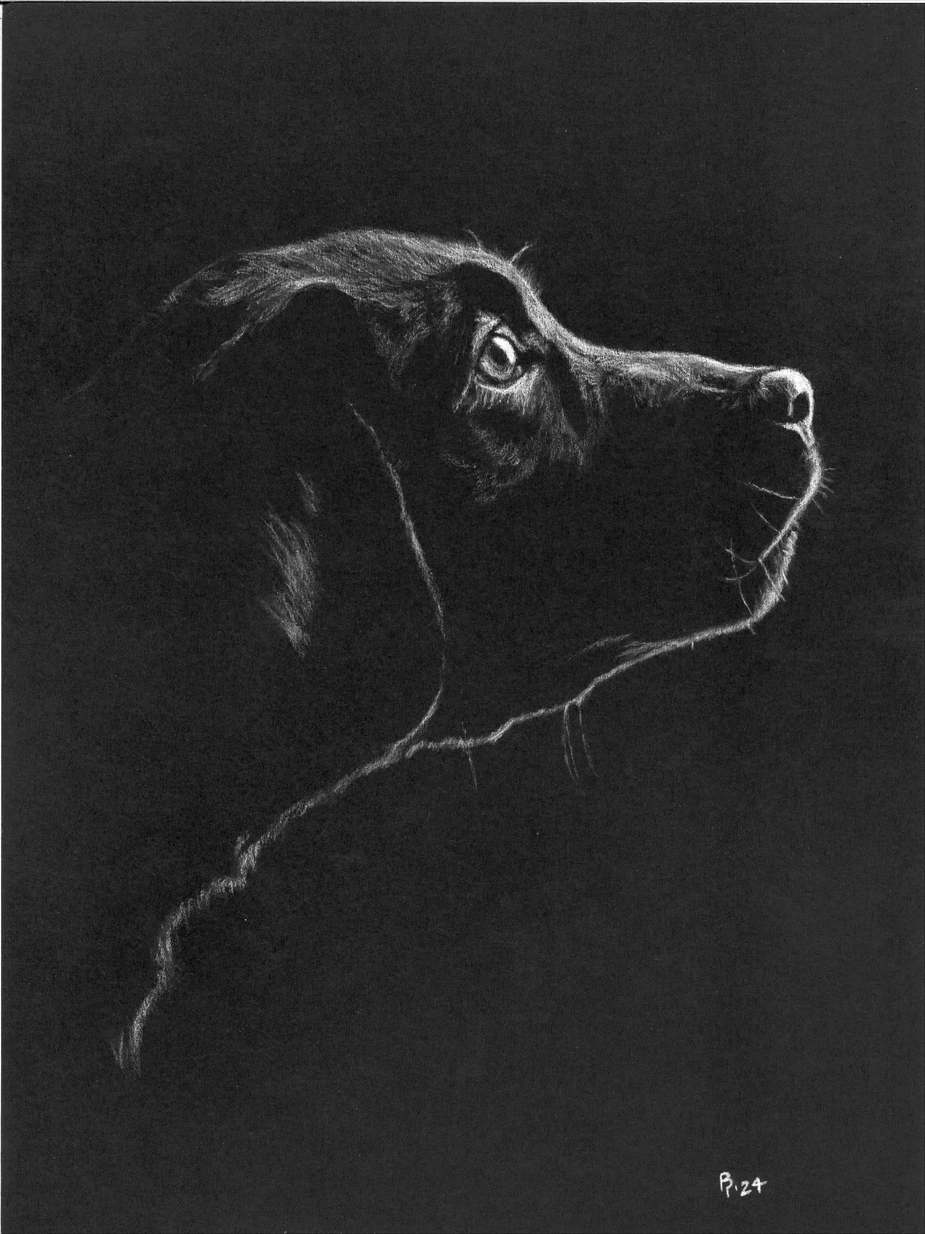 Pup Looking Up — White charcoal on black card stock by Brett Parker