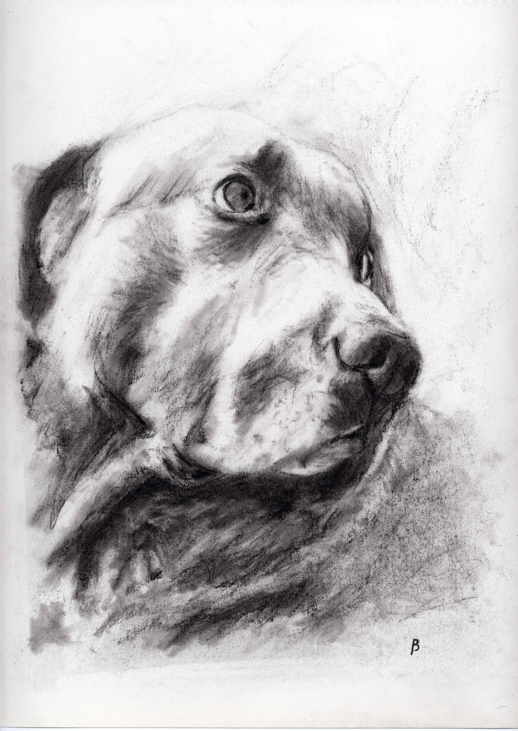 Pup Over Shoulder — Black charcoal on white paper by Brett Parker