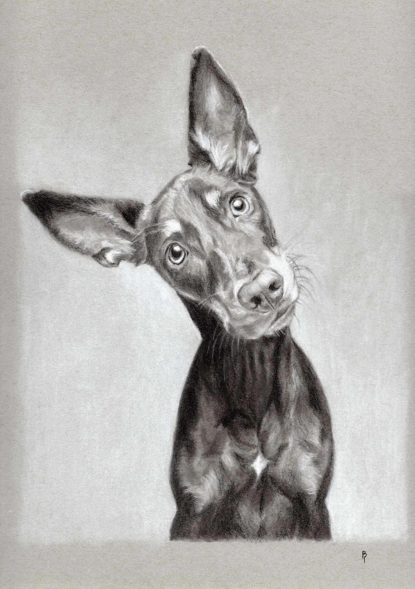Pup Tilt — Black and white charcoal on grey paper by Brett Parker