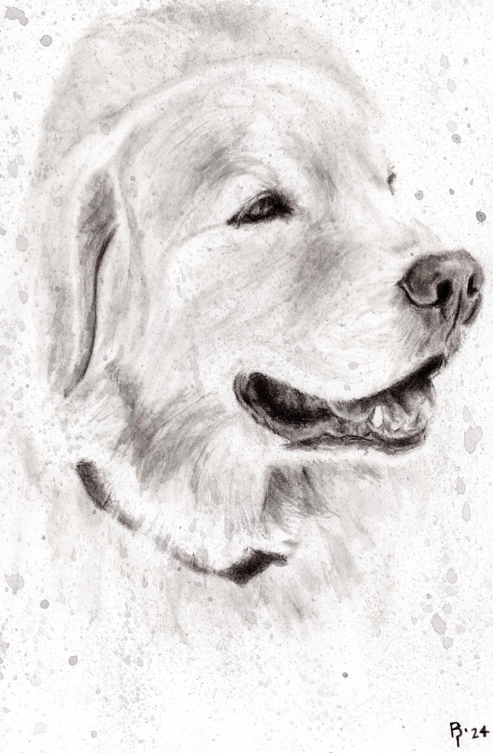 Snow Dog — Black charcoal on white paper by Brett Parker