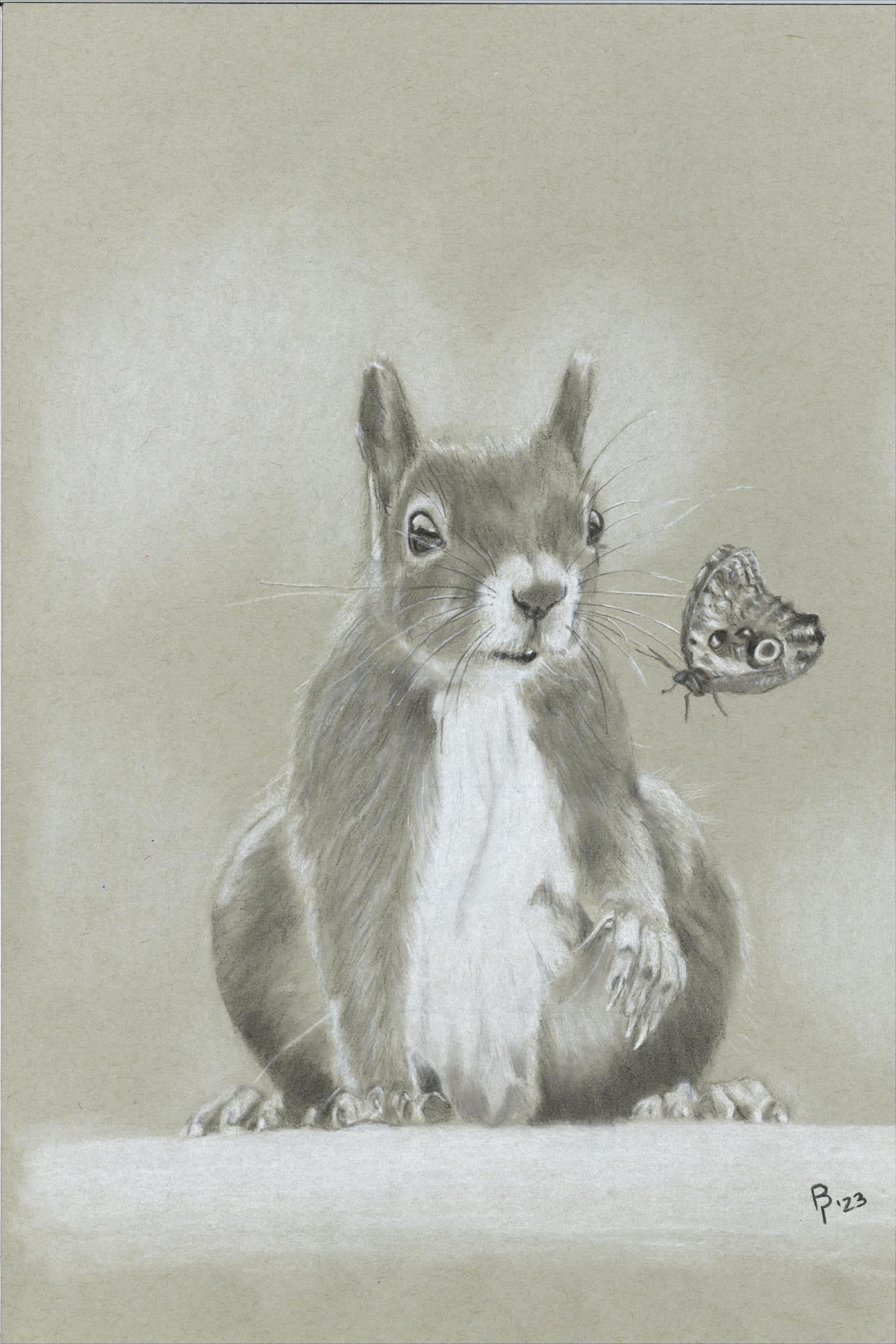 Squirrel — Black and white charcoal on grey paper by Brett Parker